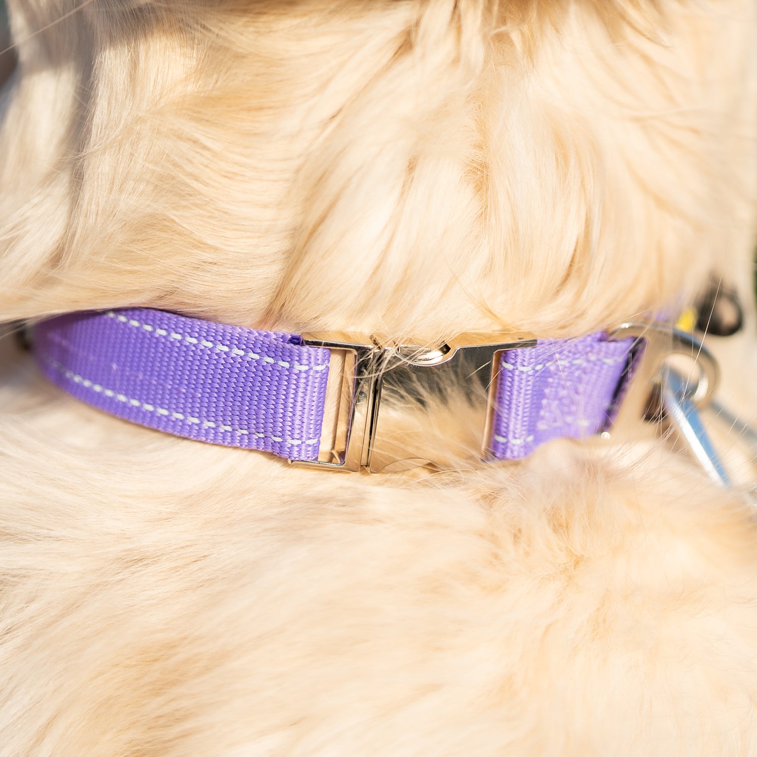 Detail photo of the zinc buckle on the DogGo Reflective Everyday Collar, in wild lavender.