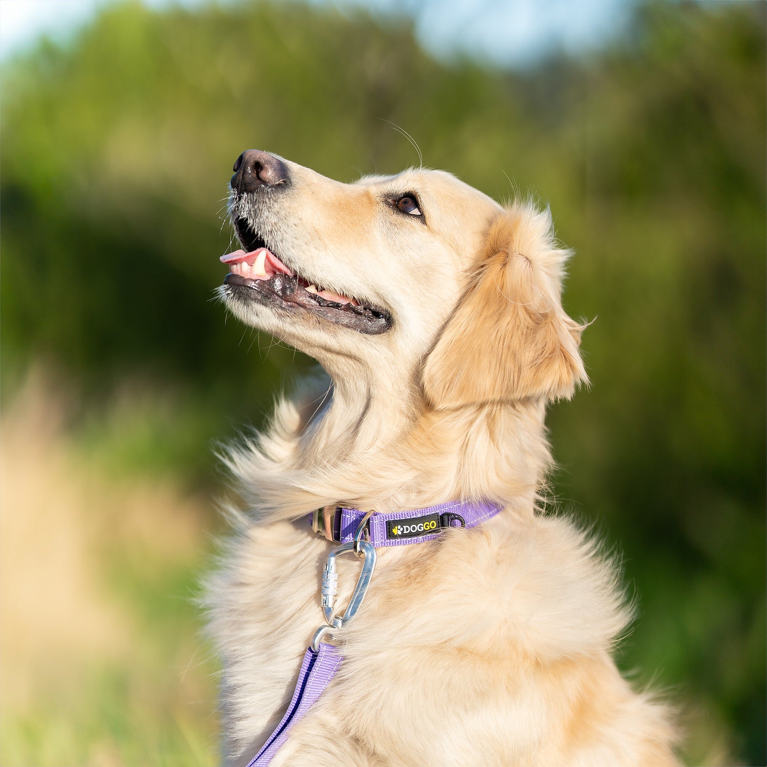 Photo of a smiling dog wearing a DogGo Reflective Everyday Collar, in wild lavender.