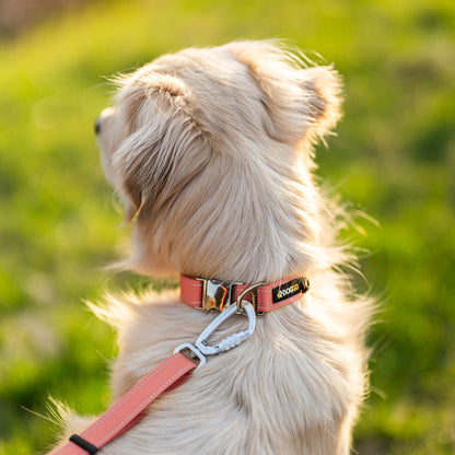 A curious dog looking for ducks and wearing a DogGo Reflective Everyday Collar in alpenglow blush.