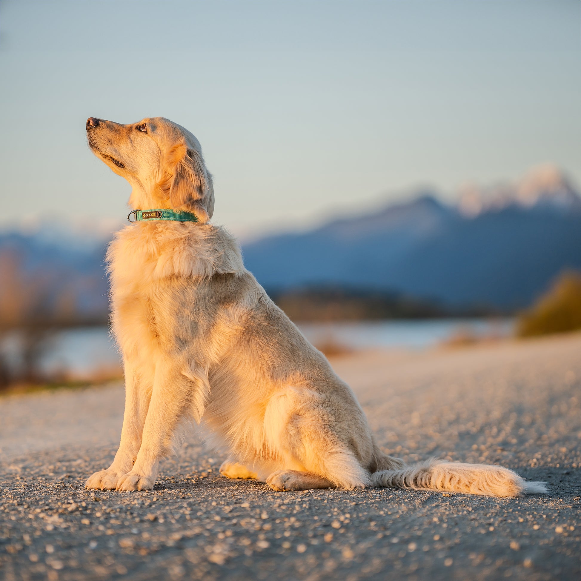 A focused dog sitting and wearing a DogGo Reflective Everyday Collar in glacier teal.