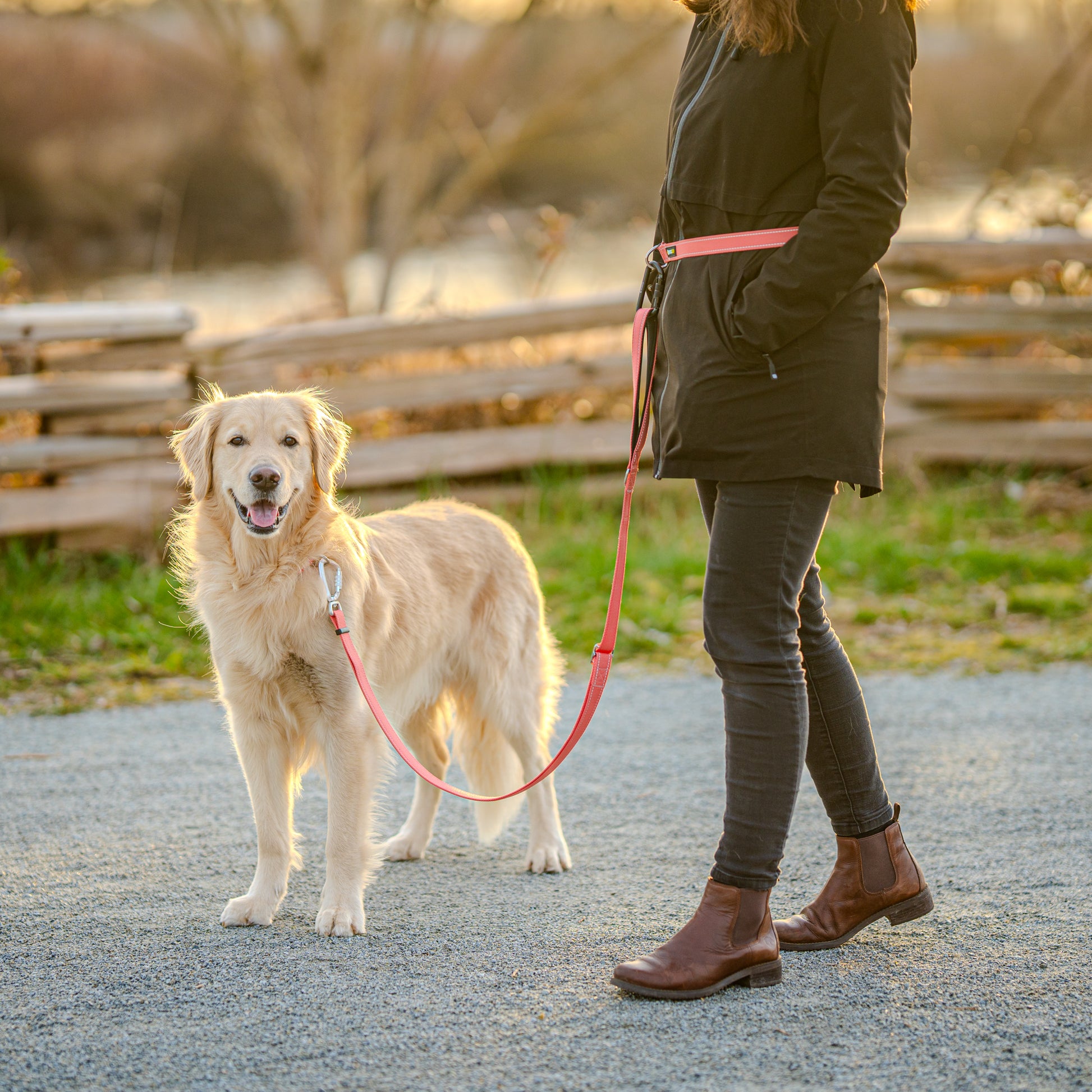 A relaxed dog standing, connected to a DogGo Padded Adjustable Leash in alpenglow blush.