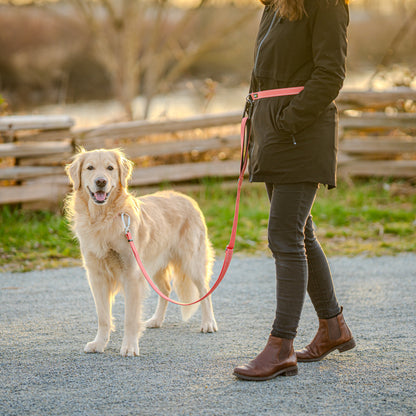 A relaxed dog standing, connected to a DogGo Padded Adjustable Leash in alpenglow blush.