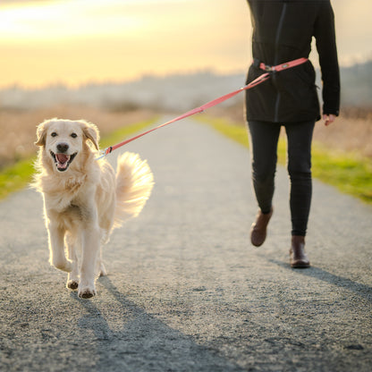 An excited dog pulling, connected to a DogGo Padded Adjustable Leash in alpenglow blush.